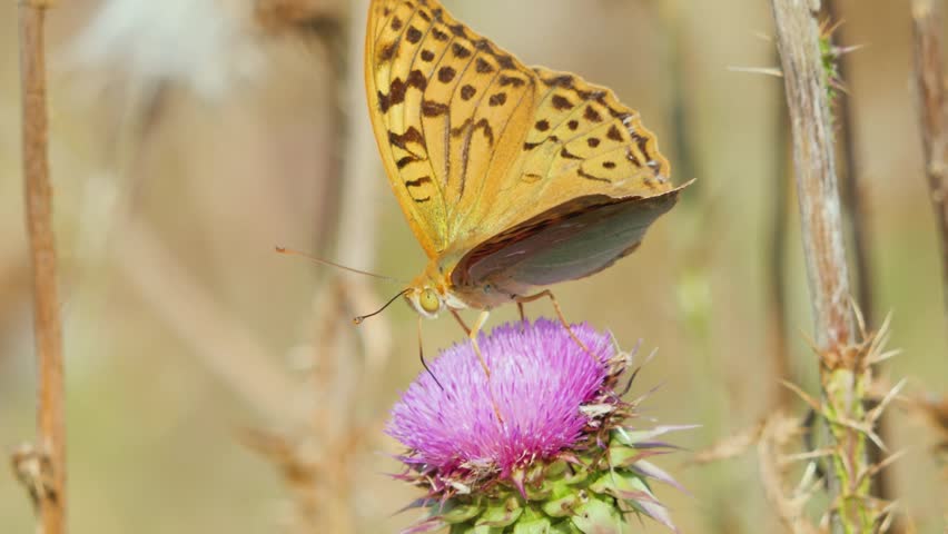 An orange butterfly opening its wings wide on a colorful wild flower, captured in close-up.
