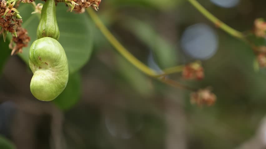 Young green cashew nut fruit hanging on tree branch in tropical orchard. Close up view of raw cashew nut growing on branch in exotic garden, organic agriculture concept.