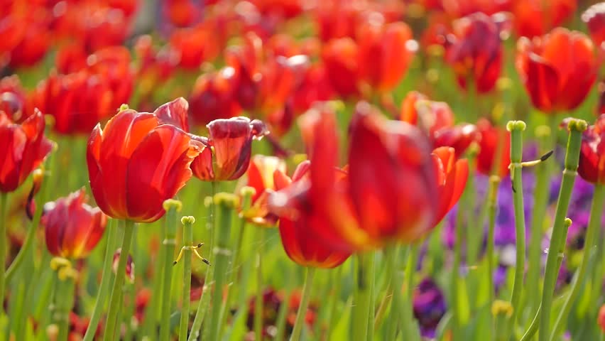 Red flowers in a field
