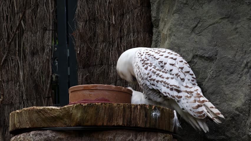 Snowy owl, Bubo scandiacus, bird of the Strigidae family. With a yellow eye