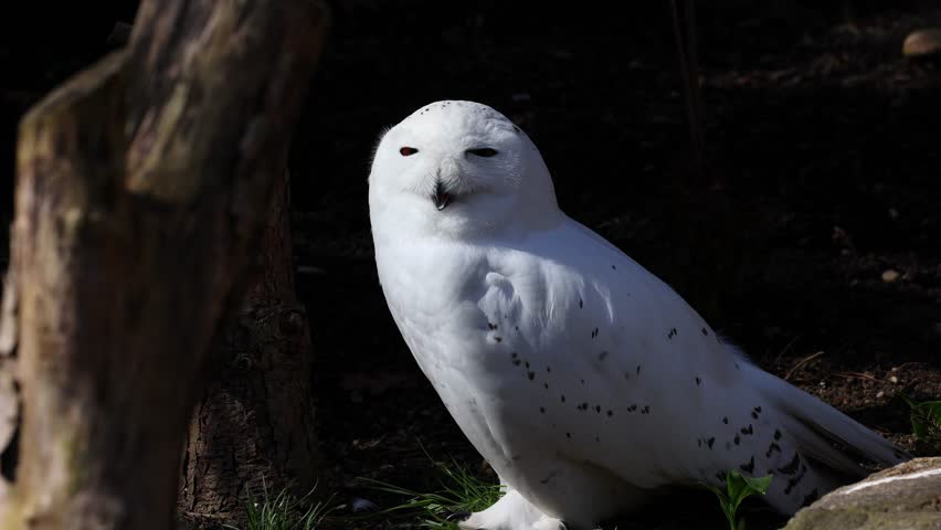 Snowy owl, Bubo scandiacus, bird of the Strigidae family. With a yellow eye