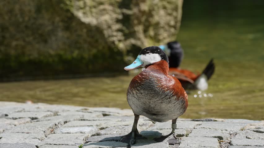 The Ruddy Duck, Oxyura jamaicensis, is a duck from North America and one of the stiff-tailed ducks.
