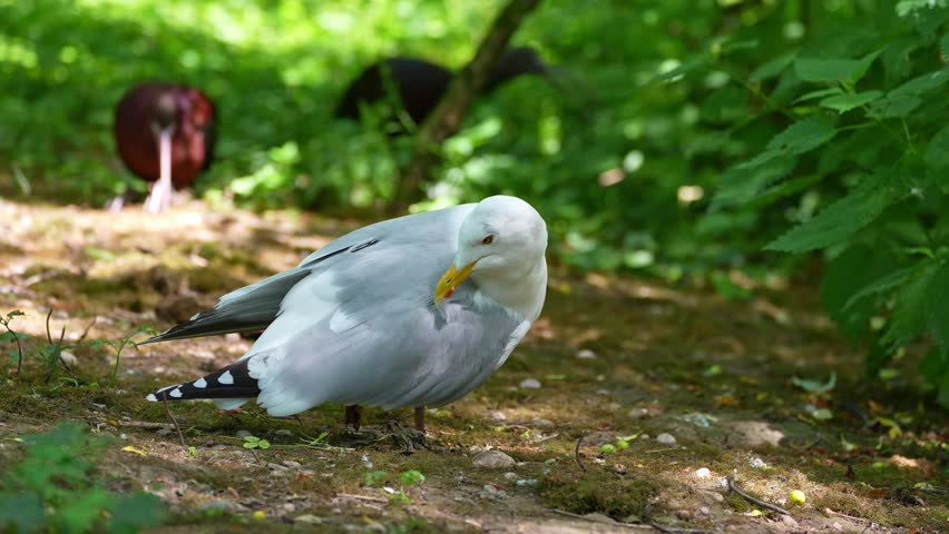 The European Herring Gull, Larus argentatus is a large gull, One of the best known of all gulls along the shores of western Europe. Here resting on the ground.