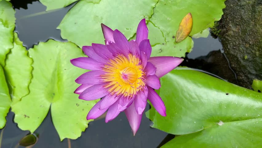 4k macro footage of a purple water lily flower with yellow center gently moving in water. Green lily pads and pond background create a peaceful zen atmosphere. Ideal for spa, wellness, meditation, nature, and background b-roll.