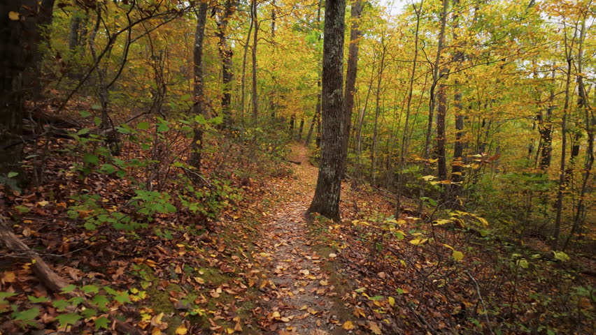 Autumn Forest Trail Through Shenandoah National Park In Virginia, USA. Dolly Shot