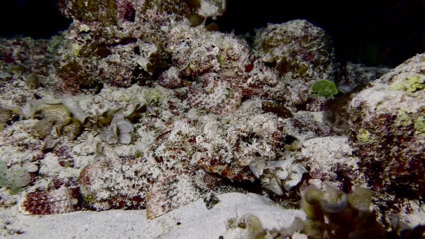 Night dive footage of two camouflaged scorpionfish resting among coral rocks in Mauritius. Excellent marine wildlife scene highlighting natural camouflage and tropical reef biodiversity.