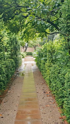 Tropical park after rain. Large puddles of water and wet leaves. A walk along the path in the park