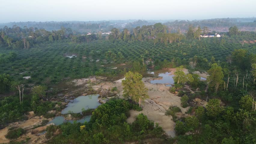 Palm Plantation on Environmental Restoration Site 