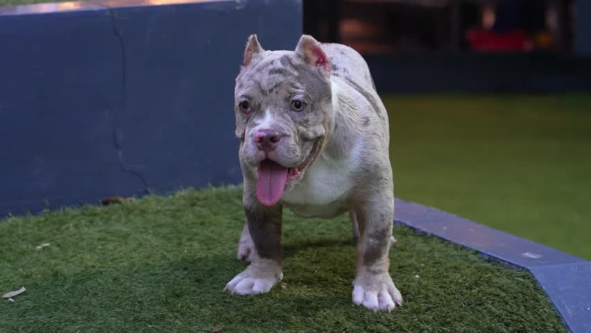 Cute American Bully puppy standing on grass with its tongue out in a dog park. Adorable companion pet looking at the camera in an outdoor lifestyle setting.