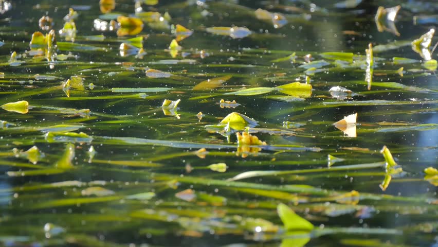 Body of water with lily pads and plants