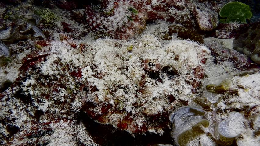 Scorpionfish camouflaged among rocks on a reef at night in Mauritius. Underwater wildlife footage revealing a master of disguise in its natural marine habitat.