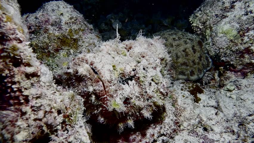 Camouflaged scorpionfish resting among coral and rocks on a reef at night in Mauritius. Intriguing marine wildlife footage showcasing natural camouflage and nocturnal ocean life.