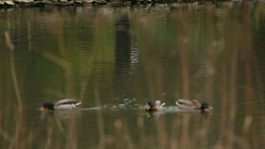 Two ducks, one a mallard and another a lighter colored duck, swim through calm water partially obscured by tall reeds in this tranquil nature scene.