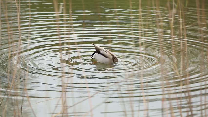 Two ducks, one a mallard and another a lighter colored duck, swim through calm water partially obscured by tall reeds in this tranquil nature scene.