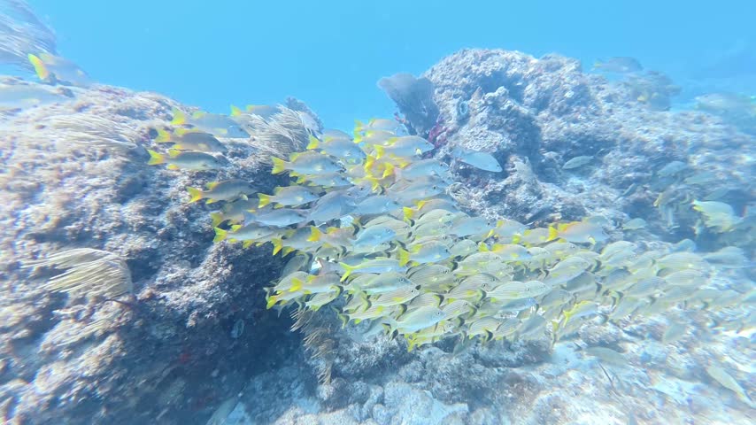 Marine Life: School of Grunts and Snappers Swimming over Coral Reef in Key Largo, Florida in 4K