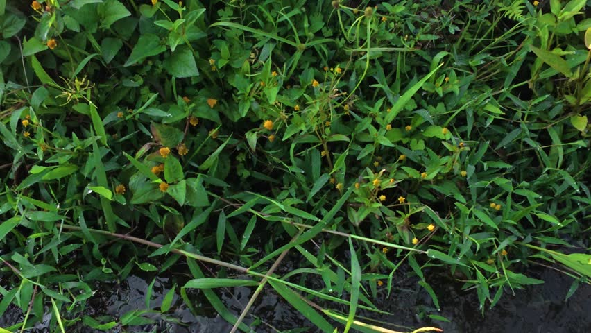 green grass with yellow flower