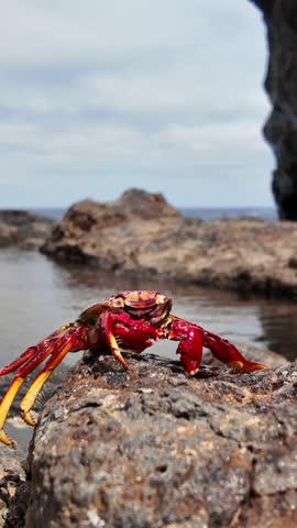 Macro view of a colorful Grapsus adscensionis crab on a wet rock by the ocean. Slow motion footage of a wild crustacean with splashing waves in the background on the coast of the Canary Islands