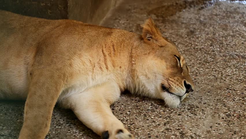 Exquisite details of wild African Lioness Female Lion Resting and Sleeping 180fps Captured in Cinematic High Detail Footage