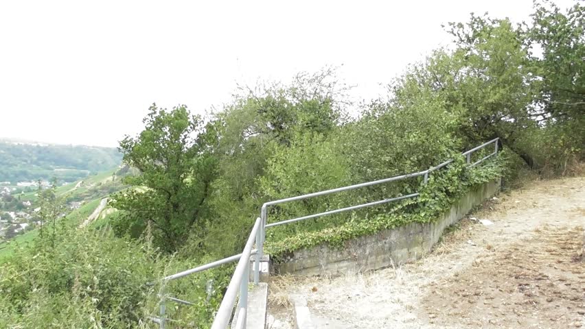 hiking trail with tall trees in a storm