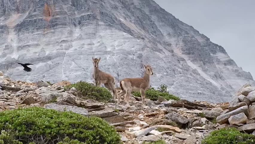 Two young wild ibexes standing on a rocky mountain slope with a dramatic cliff background and a bird flying overhead in the wild.