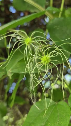 Clematis vitalba, a climbing shrub at wire fence in the summer. Sunny and windy day.