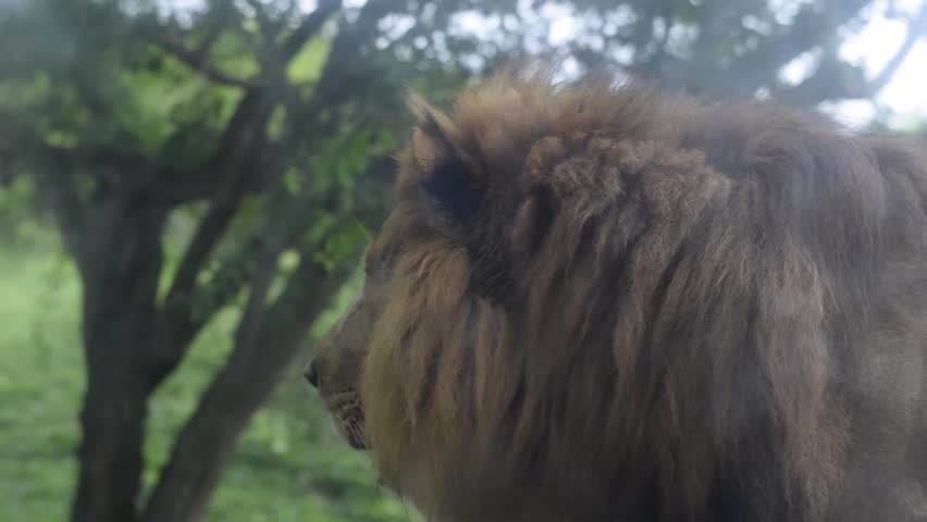 Male African lion roaring before walking away in a zoo enclosure