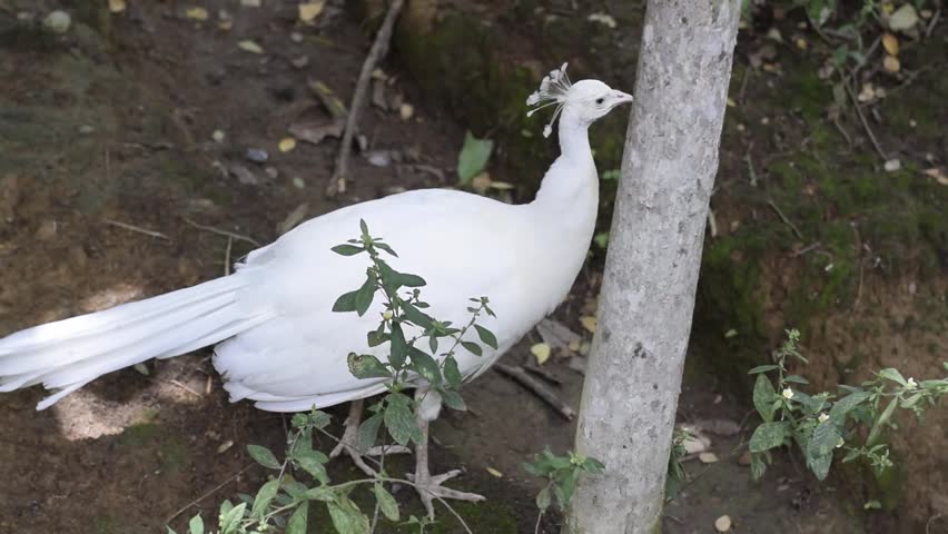 White Peacock Standing in Zoo Habitat with Natural Forest Background