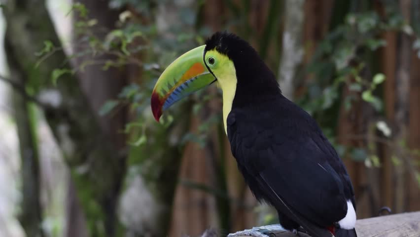 Close Up of Keel Billed Toucan Perched on Wooden Rail