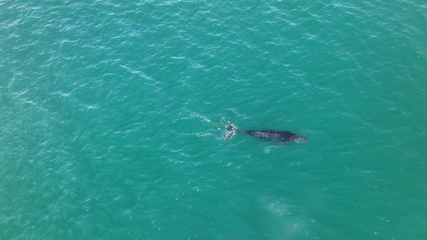 Humpback whale in blue ocean