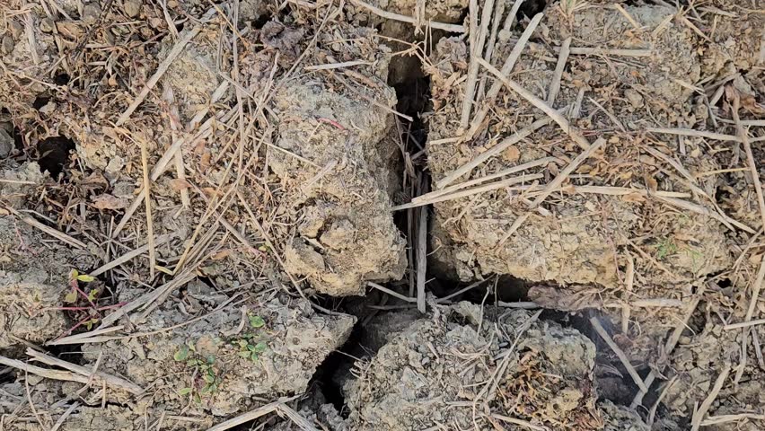Central Java, August 1, 2026. The condition of the land is starting to crack and dry up during the dry season in some areas of Central Java, especially Pati Regency.