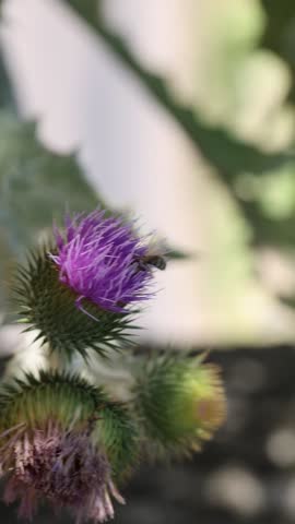 Beautiful thistles plant growing outdoors, closeup view