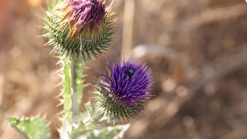 Beautiful thistles plant growing outdoors, closeup. Space for text