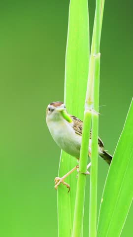 Close up of a small brown warbler bird perched on thick green grass stems holding a green grasshopper insect in its beak against a smooth blurred natural background