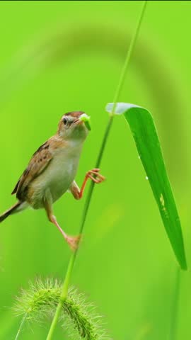 Close up of a small brown warbler bird clinging to a thin green grass stem holding a green caterpillar in its beak against a vibrant blurred nature background