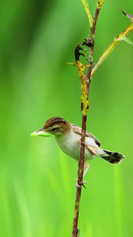 Close up of a small brown warbler bird clinging to a dry plant stem holding a bright green caterpillar in its beak against a blurred nature background