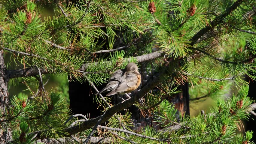 American robin perched on a lodgepole pine branch preening and grooming its plumage, the bird turning to work its wing and back feathers with quick movements of the bill before settling and looking out through the needles, warm rust-orange breast and gray-brown back catching dappled light, dense green pine boughs and cones framing the frame on all sides with a dark shaded gap behind, an intimate wildlife clip of a common North American songbird in native conifer forest habitat in July, shot in 4K UHD at 60fps with a telephoto lens, no people, real-time motion suitable for slow-motion conform.