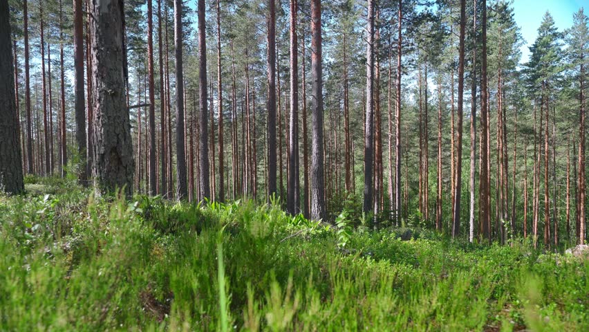 Dense forest with tall pine trees and lush green plants in Vierumaki, Finland during summer.