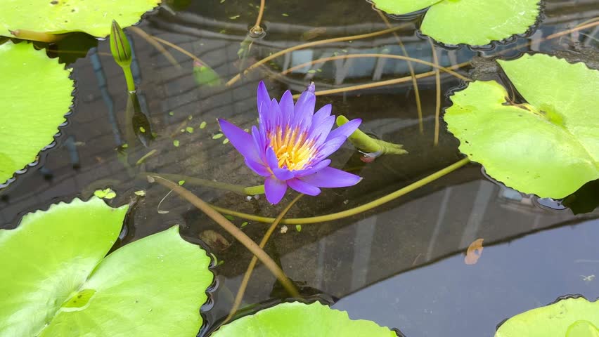 4K Macro Video of Purple Water Lily Lotus Flower Blooming in Pond