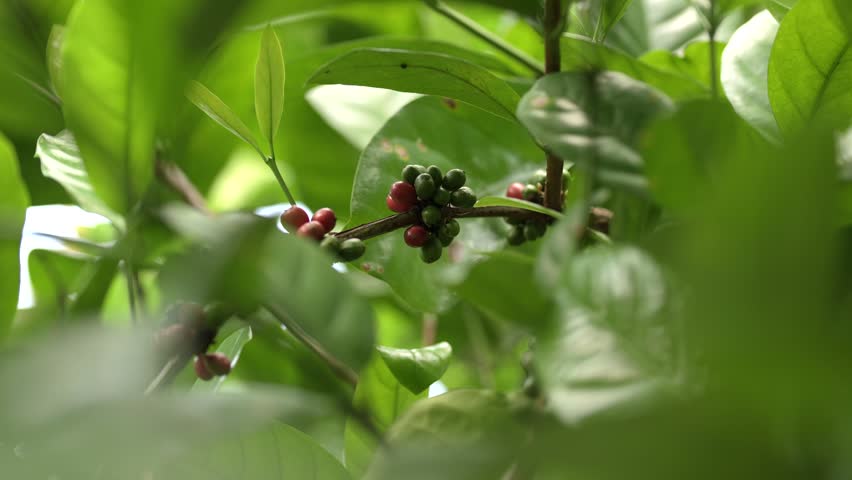 Close up of ripe red arabica coffee cherries on a tree branch ready for harvest.
