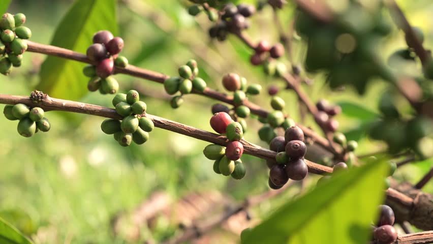 Close up of ripe red arabica coffee cherries on a tree branch ready for harvest.
