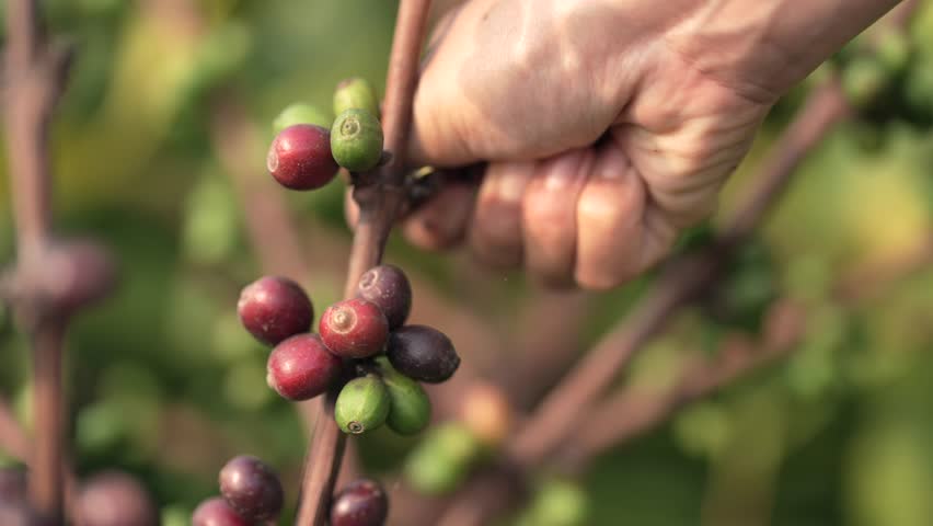 Abundant ripe red coffee cherries growing on a bush in a sustainable tropical coffee plantation environment.

