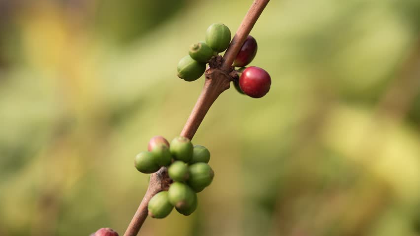 Close up of ripe red arabica coffee cherries on a tree branch ready for harvest.
