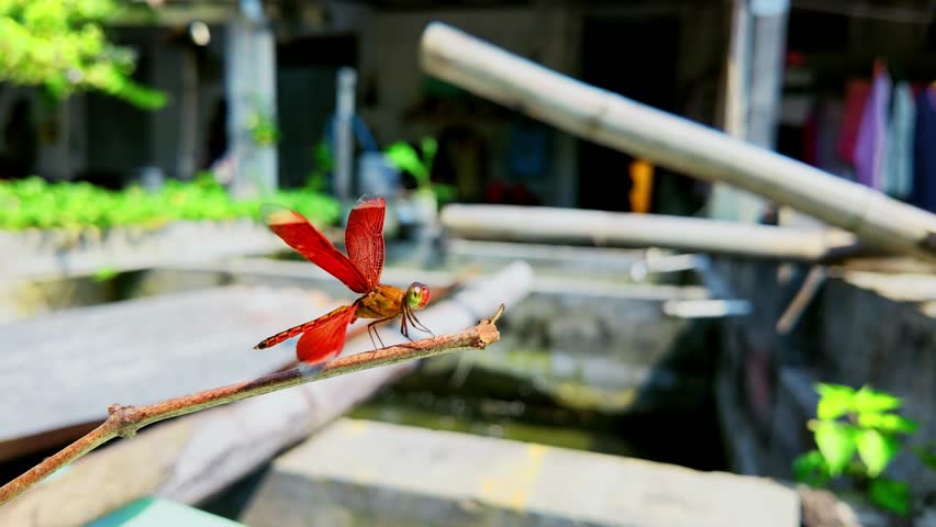 Beautiful red dragonfly sitting on a plant stem in slow motion.