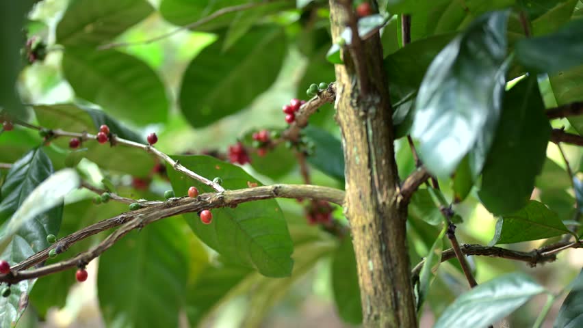 ripe red arabica coffee cherries on a tree branch ready for harvest.
