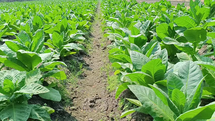 Panoramic view of a tobacco plantation with lush green foliage in a rural agricultural landscape during daytime