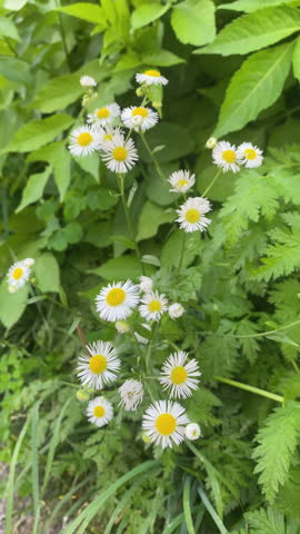Daisy fleabane erigeron annuus blooming in a natural green garden environment during summer.
