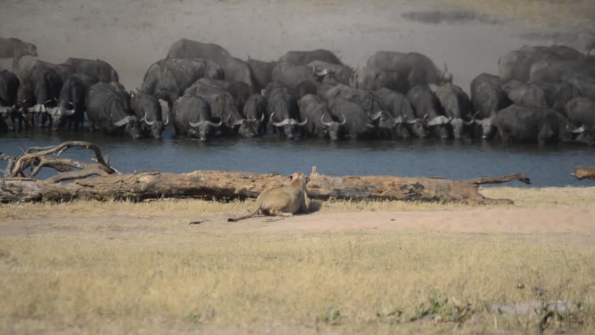 An African lion (Panthera leo) and Cape buffalo (Syncerus caffer) face off in the savanna, illustrating the predator-prey dynamic between two of Africa