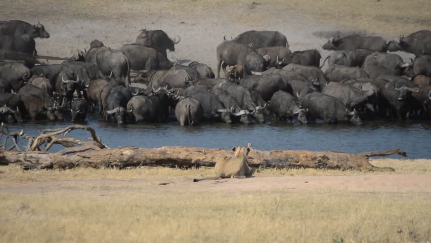 An African lion (Panthera leo) and Cape buffalo (Syncerus caffer) face off in the savanna, illustrating the predator-prey dynamic between two of Africa