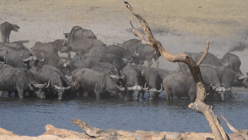 An African lion (Panthera leo) and Cape buffalo (Syncerus caffer) face off in the savanna, illustrating the predator-prey dynamic between two of Africa