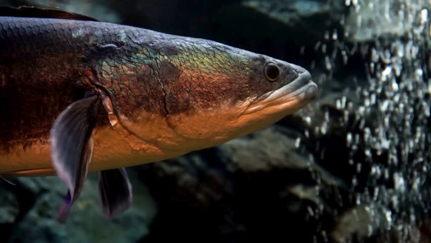 Detailed close-up portrait of a giant Arapaima gigas fish swimming past rising air bubbles in dark aquarium water